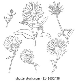 vector set of drawing calendula flowers, floral elements, hand drawn botanical illustration