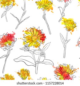 vector set of drawing calendula flowers and paint stains, floral elements, hand drawn botanical illustration