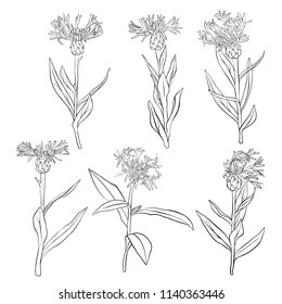 vector set of drawing cornflowers, floral elements, hand drawn botanical illustration