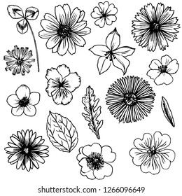 vector set of drawing flowers and plants, floral elements, hand drawn botanical illustration