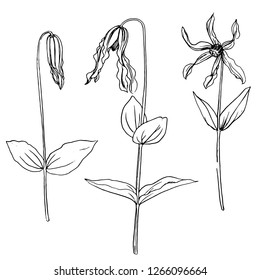 vector set of drawing flowers and plants, floral elements, hand drawn botanical illustration
