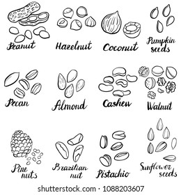 vector set of drawing nuts, hand drawn illustration