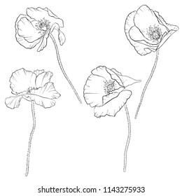 vector set of drawing poppy flowers, floral elements, hand drawn botanical illustration