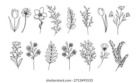 vector set for drawing wild plants herbs and flowers