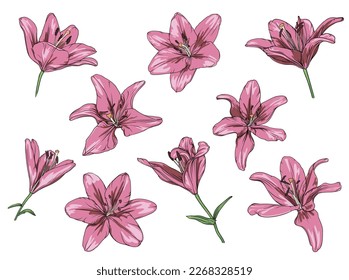 vector set of drawn pink and yellow lilies on a transparent background. lily flower botanical illustration