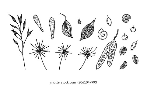 Vector set of dried flowers, wild herbs and grass, seeds, oat branch, maple seeds, shell. Doodle nature elements.