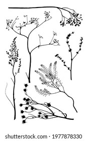 Vector set of dry grass silhouettes: tansy, chicory, mugwort, pepperweed, hawksbeard and an umbellifer plant
