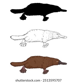 Vector Conjunto de Ilustraciones Duckbill. Ornitorrincos en diferentes estilos gráficos: silueta, bosquejo y dibujos animados en color