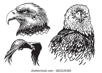 Vector set of eagles isolated on white background, bird , illustration