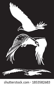 Vector set of eagles isolated on black background, bird , illustration