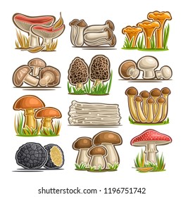 Vector set of eatable Mushrooms, 12 cut out assorted abstract raw fungus for healthy nutrition, collection of isolated various cartoon mushrooms for design label on packaging of frozen food on white.