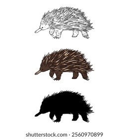 Vector Set of Echidna Illustrations. Sketch, Cartoon and Silhouette Variations