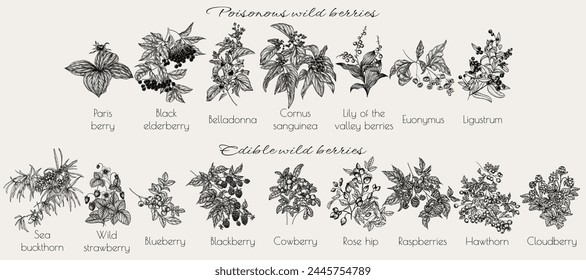 Vector set of edible and poisonous wild berries. Sea buckthorn, strawberry, raspberry, blueberry, blackberry, lingonberry, cloudberry, rose hip, hawthorn, belladonna, elderberry, euonymus, lingonberry