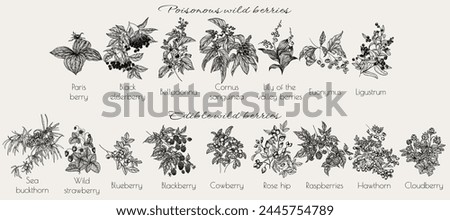Vector set of edible and poisonous wild berries. Sea buckthorn, strawberry, raspberry, blueberry, blackberry, lingonberry, cloudberry, rose hip, hawthorn, belladonna, elderberry, euonymus, lingonberry