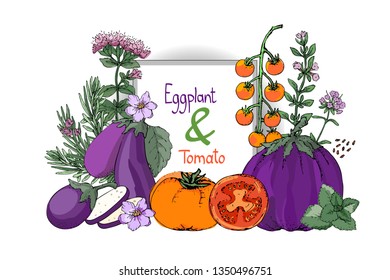 Vector set with eggplant and tomato. Purple eggplants with leaves and flowers, orange and red tomatoes. Cooking spicy herbs with stems and flowers: rosemary, savory thyme, oregano, mint, basil.