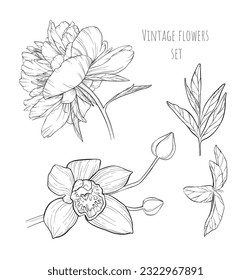 Vector set of elegant hand drawn linear flowers. Plant linear elements. Vintage detailed botanical illustration. Big open orchid, two closed buds on one branch. Blooming lush peony, leaf on thin stem