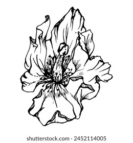 Vector set of elements with hand drawn peony poppy flowers. Isolated on white background. Botanical graphic illustration. Design for invitations, wedding, love or greeting cards, paper, print, textile