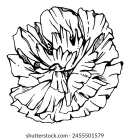 Vector set of elements with hand drawn peony poppy flowers. Isolated on white background. Botanical graphic illustration. Design for invitations, wedding, love or greeting cards, paper, print, textile
