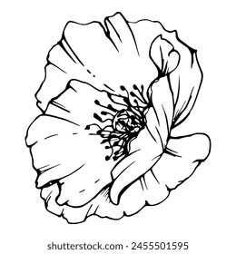 Vector set of elements with hand drawn peony poppy flowers. Isolated on white background. Botanical graphic illustration. Design for invitations, wedding, love or greeting cards, paper, print, textile