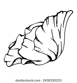 Vector set of elements with hand drawn peony poppy flowers. Isolated on white background. Botanical graphic illustration. Design for invitations, wedding, love or greeting cards, paper, print, textile