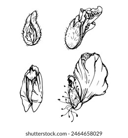 Vector set of elements with hand drawn peony poppy seed pods, buds. Isolated on white background. Botanical graphic illustration. Design invitations, wedding, love greeting cards, paper print textile