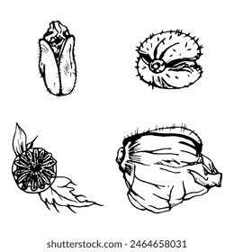 Vector set of elements with hand drawn peony poppy seed pods, buds. Isolated on white background. Botanical graphic illustration. Design invitations, wedding, love greeting cards, paper print textile