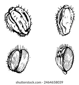 Vector set of elements with hand drawn peony poppy seed pods, buds. Isolated on white background. Botanical graphic illustration. Design invitations, wedding, love greeting cards, paper print textile