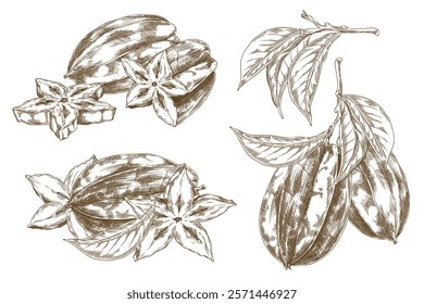 Vector set of elements with a tropical fruit carambola in the shape of a star. Chopped and whole fruits with leaves and branches for a menu with an exotic taste