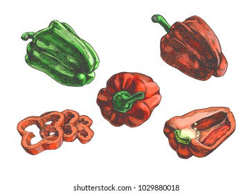 Vector set of engraved color peppers halves and full. Vintage hand drawn color illustration with red and green paprika isolated on white. Fresh vegetables sketch