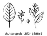 Vector set with engraved leaves, flower, branch and fruit of fragrant tobacco plant. Hand drawn weed for print, paper, packaging, card, label, design, logo, sign. Botanical art illustration