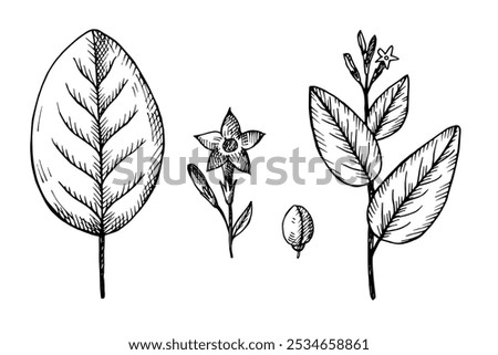 Vector set with engraved leaves, flower, branch and fruit of fragrant tobacco plant. Hand drawn weed for print, paper, packaging, card, label, design, logo, sign. Botanical art illustration