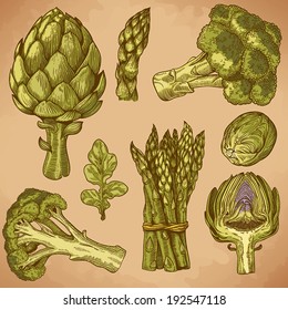 vector set of engraving illustration green vegetables in retro style