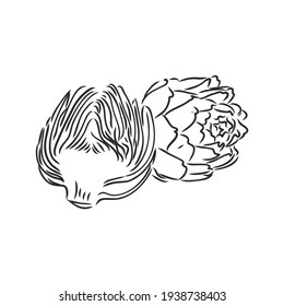 vector set of engraving illustration green vegetables artichoke on white background