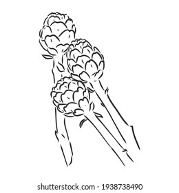 vector set of engraving illustration green vegetables artichoke on white background