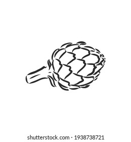 vector set of engraving illustration green vegetables artichoke on white background