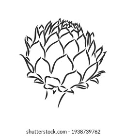 conjunto vectorial de ilustración de grabado alcachofa de verduras verdes sobre fondo blanco
