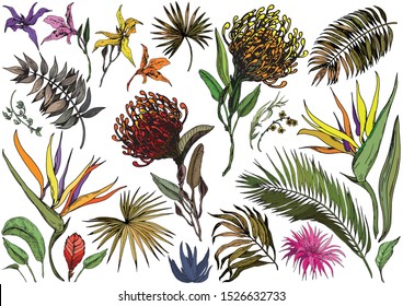 Vector set of exotic flowers and tropical leaves. Hand drawn strelitzia, banksia and orchid flowers. Isolated elements for design.