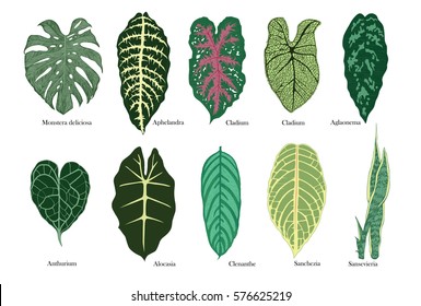 Vector set with exotic leaves. Colored.