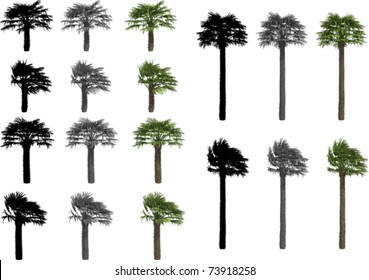 Vector set of Fan Palms