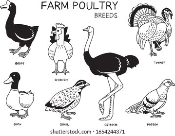 vector set of farm poultry breeds.