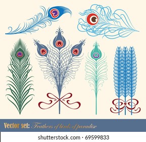 Vector set: Feathers of birds of paradise