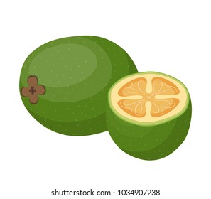Vector set of feijoa, tropical fruit, exotic ripe plant. Healthy sweet organic food. Made in cartoon flat style