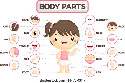 Name of human body part vector free download