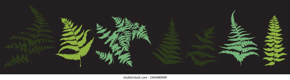 Vector set of ferns isolated on black background