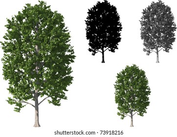 Vector set of Field Maple Trees