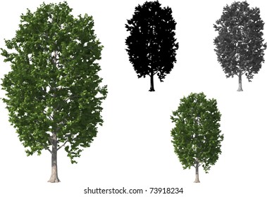 Vector set of Field Maple Trees