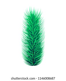 Vector set of fir tree branches, isolated on white. Pine, evergreen tree, conifers. Christmas decoration and christmas tree details. Winter forest branches. Xmas design element. Vector illustration