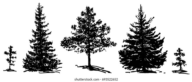 Vector set of fir trees and pine trees. Ink hand drawn silhouettes. Different types of trees. Group of big and small plants