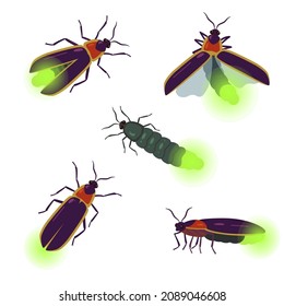 Vector set of firefly beetle drawings with different angles isolated on white background.