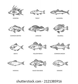 Vector set of fish. Types marine, ocean fish and Freshwater fish